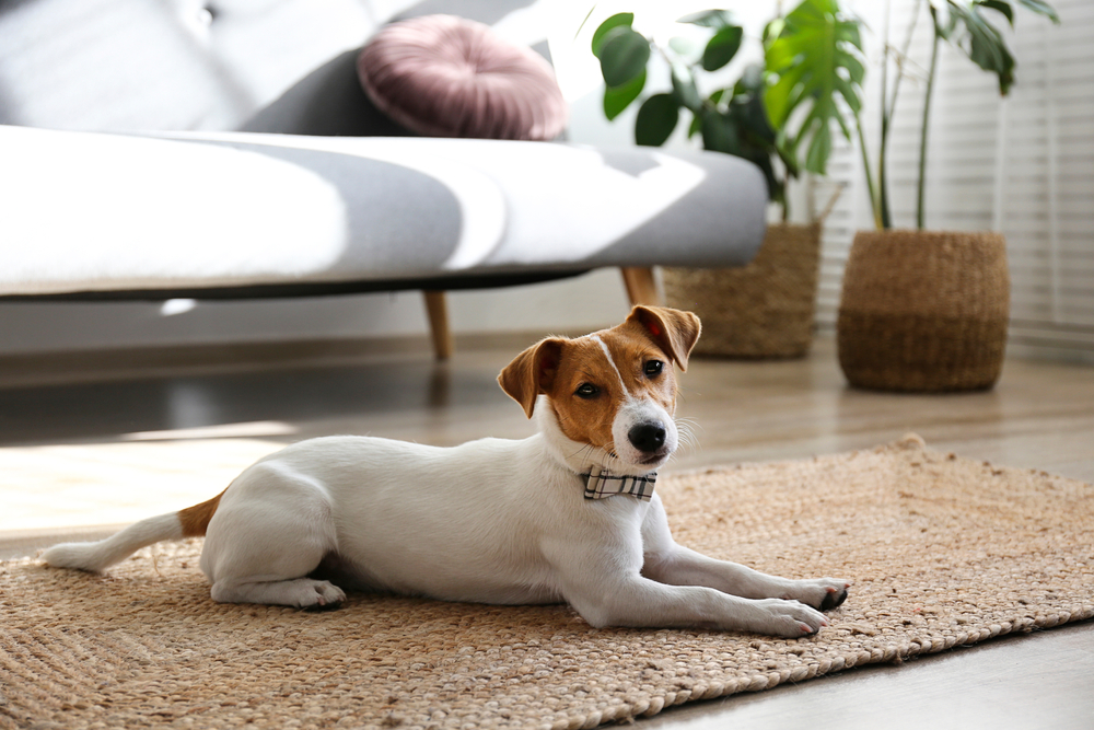 An adult Jack Russell Terrier lies on the ground inside his modern home. 