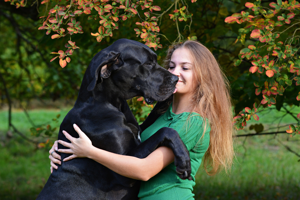A giant black Great Dane stands on its hind legs and hugs a woman in a green shirt. 