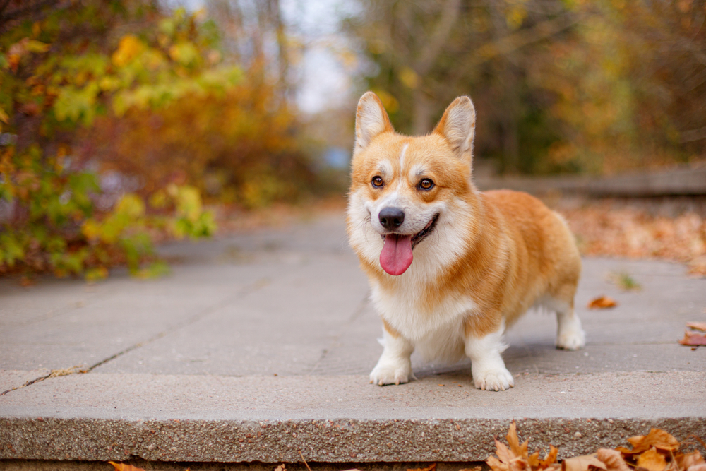 This Pembroke Welsh Corgi with its short dwarf legs and fox-like face is among the cutest dog breeds out there!