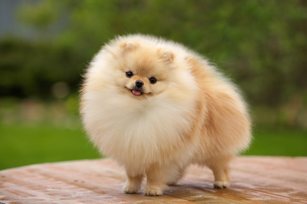 The Pomeranian is 90% fluff, 10% dog, and 100% cute, as seen here smiling with its pink tongue out.