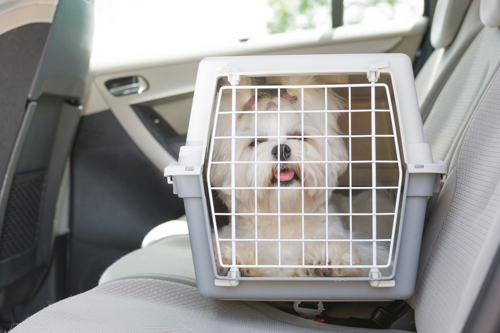 An adorable Maltese purebred dog sits in a pet carrier in the backseat of a car. 