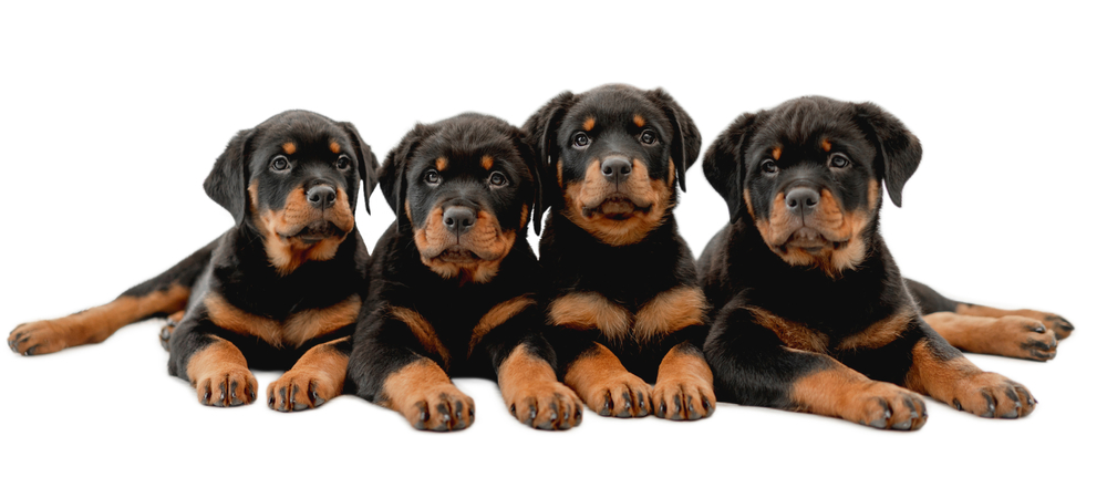 Four Rottweiler puppies lay down in a row, as Rottweilers are a popular dog breed in America. 