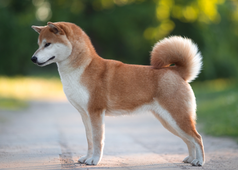 A small size Shiba Inu, belonging to the Spitz group of working dogs, stands outside with its tail curling up its back.