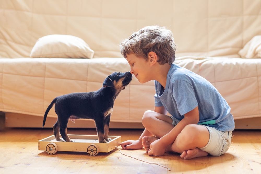 A cute boy in a blue shirt sits nose-to-nose with his Rottweiler puppy as the puppy stands on a rolling toy.
