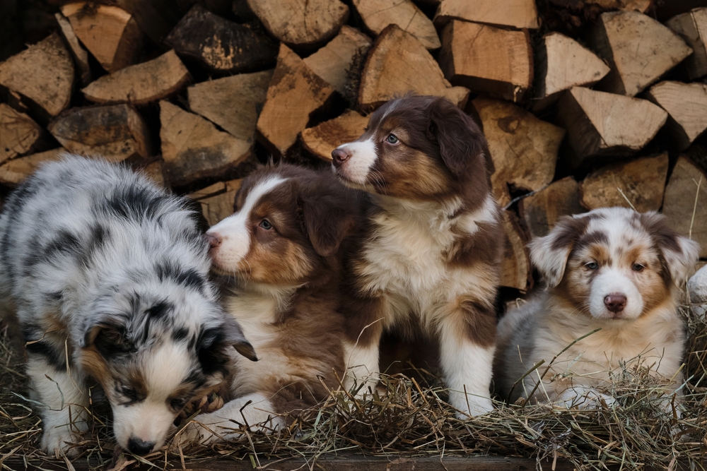 Four fluffy purebred Australian Shepherd puppies for sale in Florida at Petland sit in front of a wall of chopped wood this Thanksgiving. 