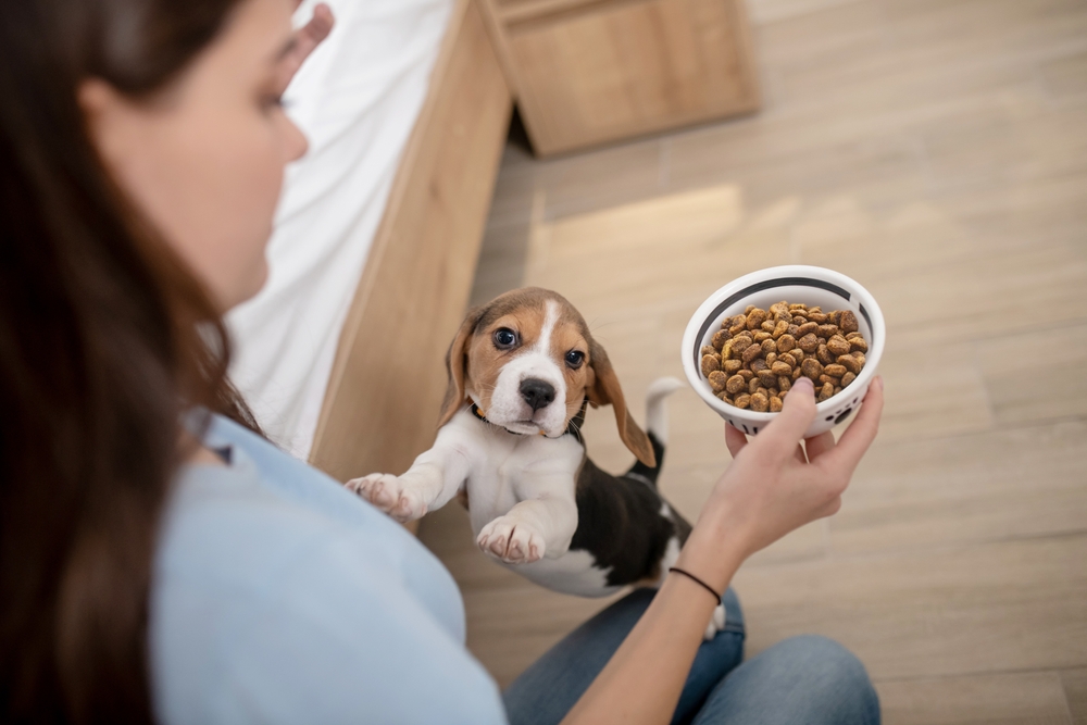 A woman holds her Beagle puppy's food bowl to train her puppy not to be possessive and territorial about his pet food bowl.