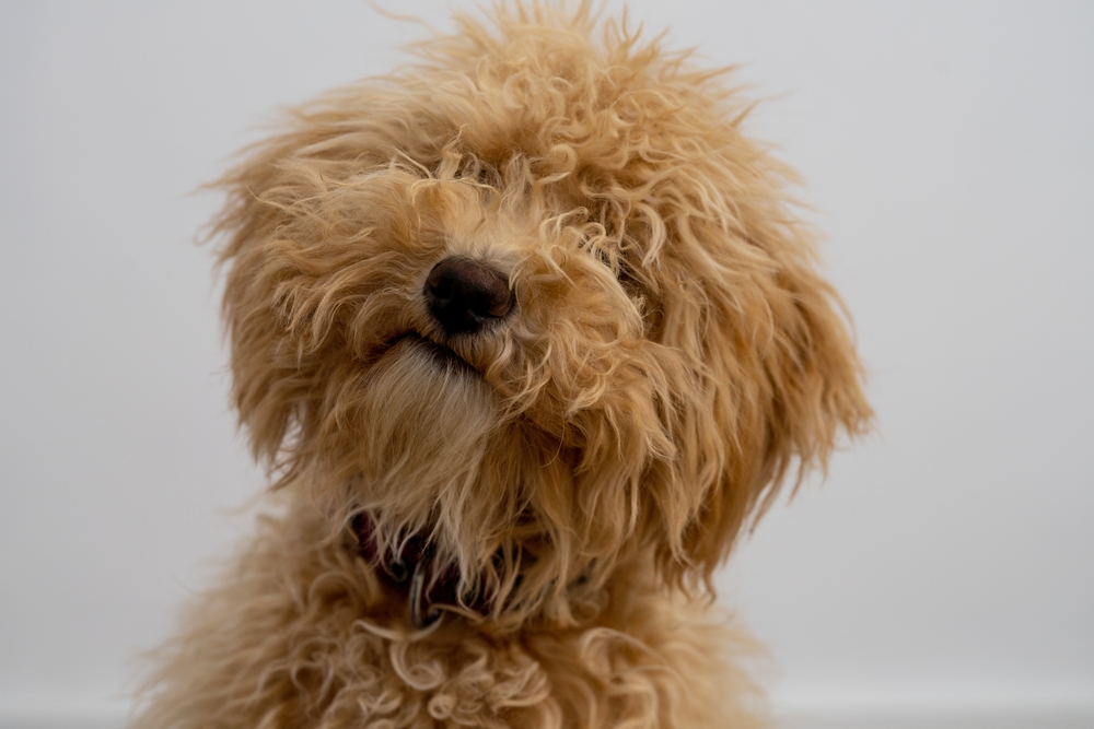 Adorable and snuggly, the hypoallergenic Goldendoodle dog breed is one of the most popular hybrid mixes in the United States. 