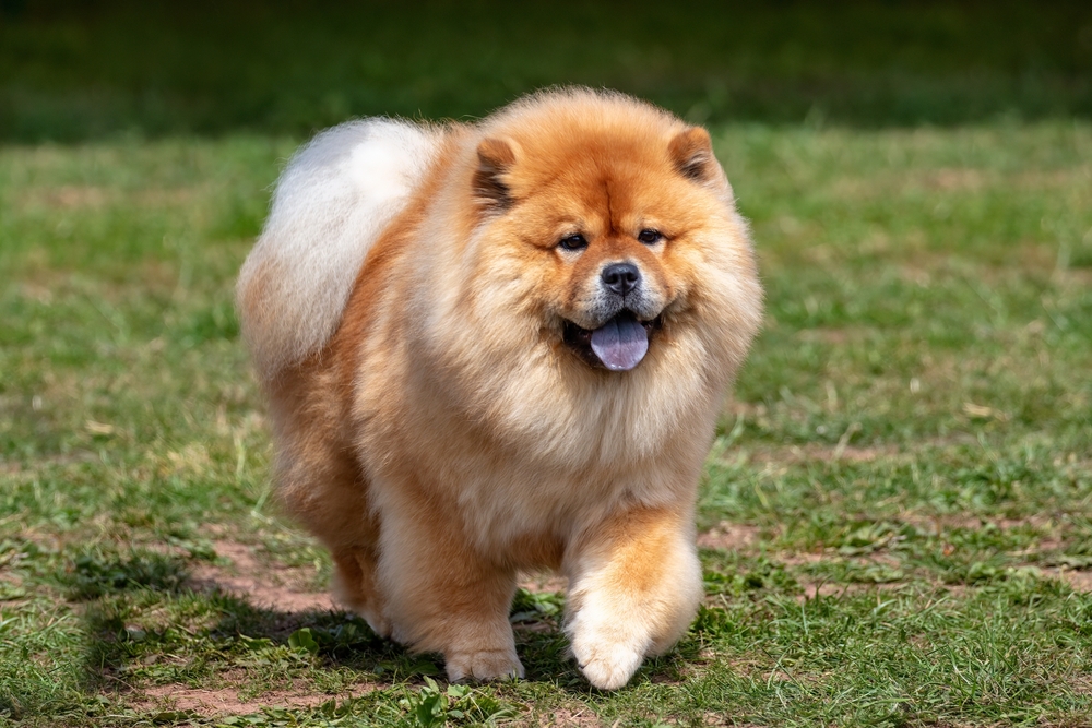 A big, fluffy Chow Chow with a blue tongue runs through a field, as one of the most popular puppies in America. 