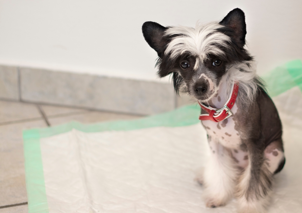 A cute long haired Chihuahua sits on a pee pad to show that housebreaking your puppy is a part of raising the perfect puppy! 