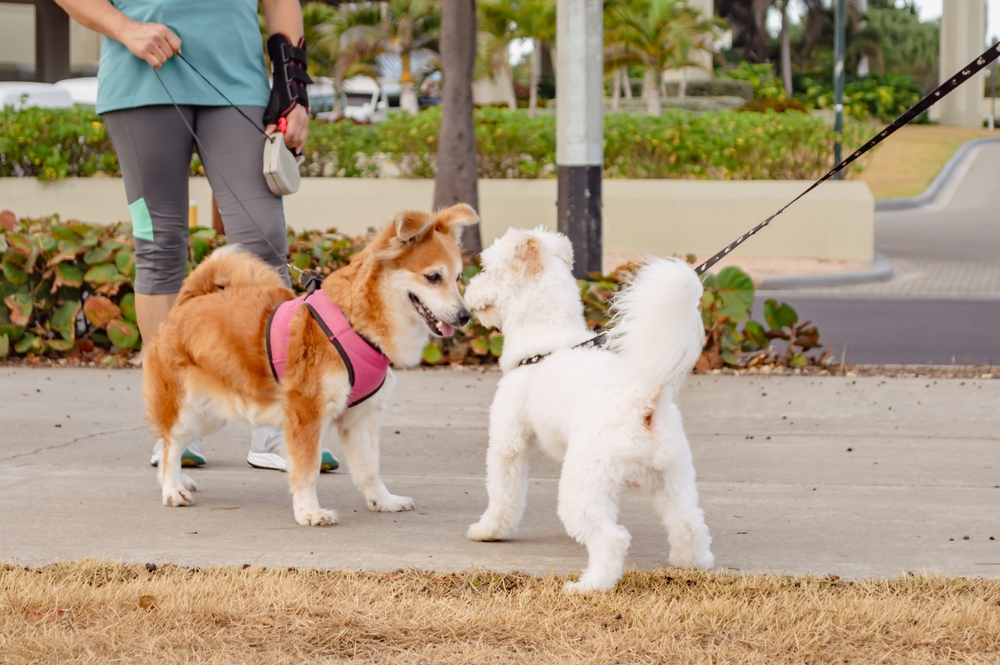 Two puppies meet during their daily walk to show that puppy socialization plays a role in raising the perfect puppy.
