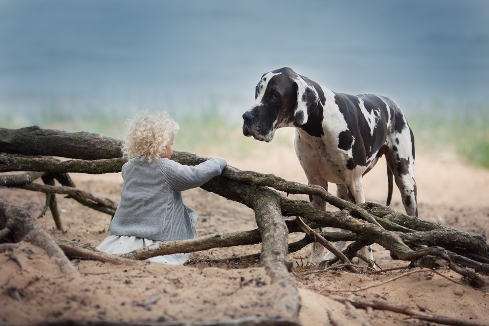 A black and white Great Dane watches after a blonde toddler on the beach to show that Great Danes are loyal companion dogs, and owning a Great Dane is a joy.
