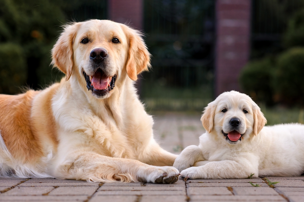 An adult Golden Retriever sits next to a Golden Retriever puppy, as one of the most popular puppies in the United States.
