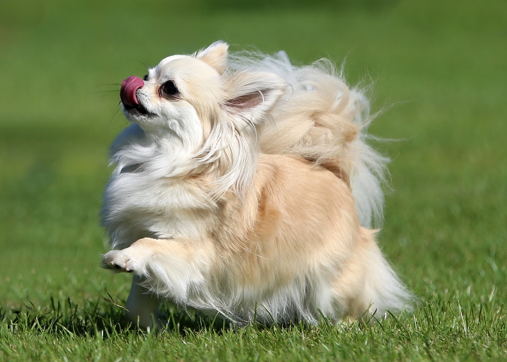 A long haired Chihuahua licks his nose while he prances across grass, showing how the Chihuahua is a cute dog breed. 