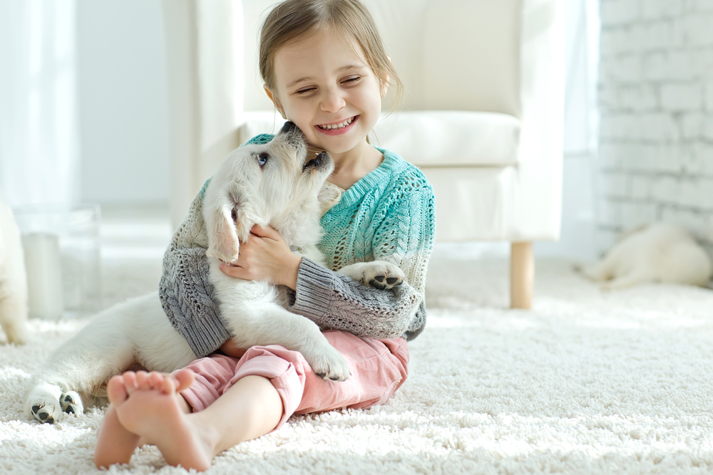 A cute little girl sits with her new Golden Retriever puppy as the puppy licks her face. 