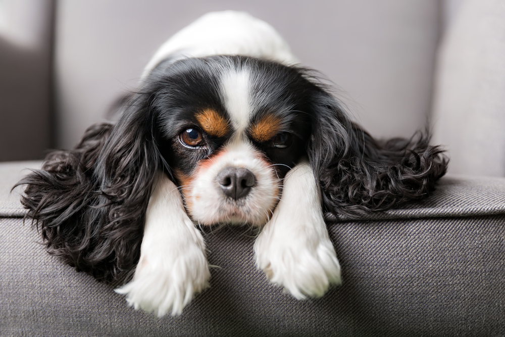 A beautiful Cavalier King Charles Spaniel hangs out on a gray couch to show how mellow this breed is. 