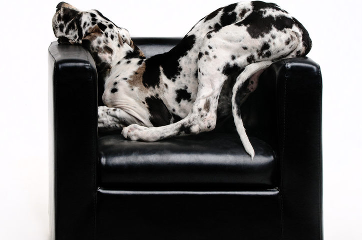 A black and white Great Dane fits himself on a small leather armchair to show that owning a Great Dane is not without moments of humor. 