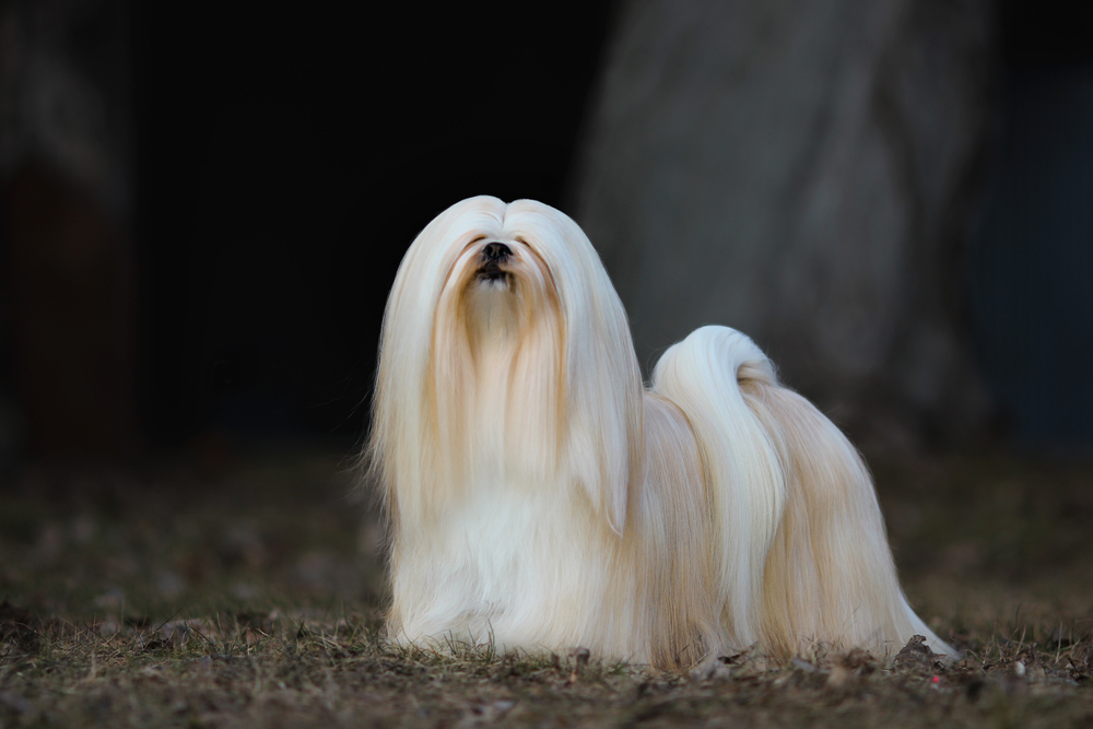 An adorable, white, long haired Lhasa Apso purebred dog stands, looking like a fantasy creature to show that this breed is among the cutest dog breeds.