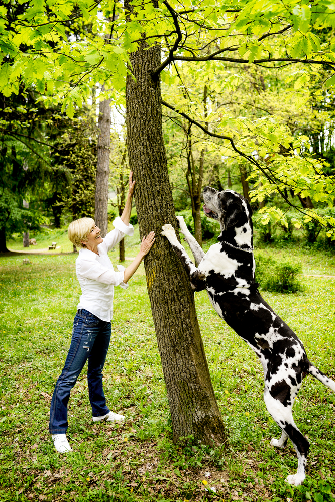 A black and white Great Dane rests its front paws on a tree trunk to show how tall this purebred dog breed is. 