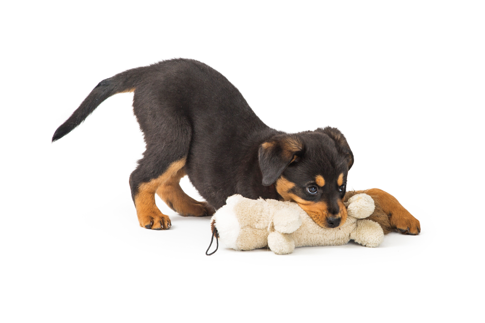 A playful Rottweiler puppy gnaws on a squeaky stuffed animal dog toy, which is a great holiday gift for your puppy.