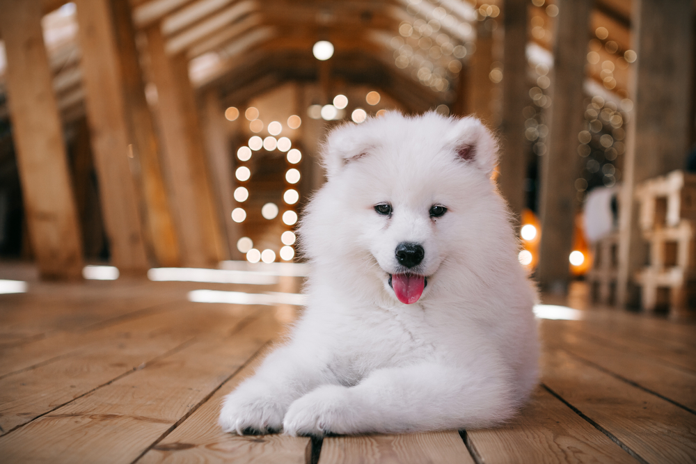 A happy Samoyed puppy lays on the wooden floor inside a beautiful cabin with twinkling lights in the background.
