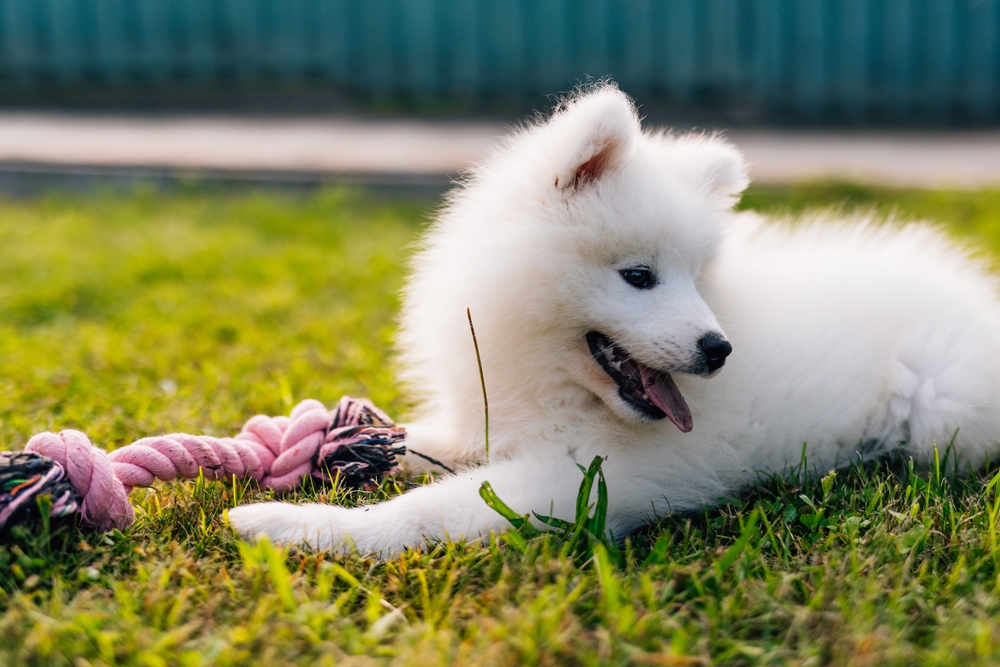 A gorgeous, smiling Samoyed puppy takes a rest outside after playing tug of war with his owner in the grass and sunshine.
