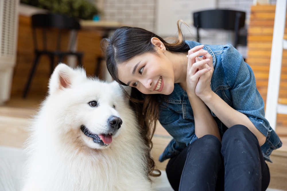 A beautiful Asian woman sits next to her purebred Samoyed dog, and they're both smiling, as facts about Samoyeds include that this breed is known as the "smiling dog."
