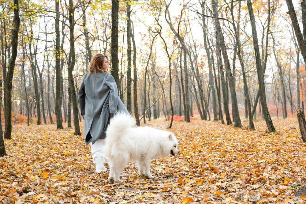 A woman takes her purebred Samoyed on a walk outside in the autumn woods to show that Samoyeds need 20 to 40 minutes of daily exercise.