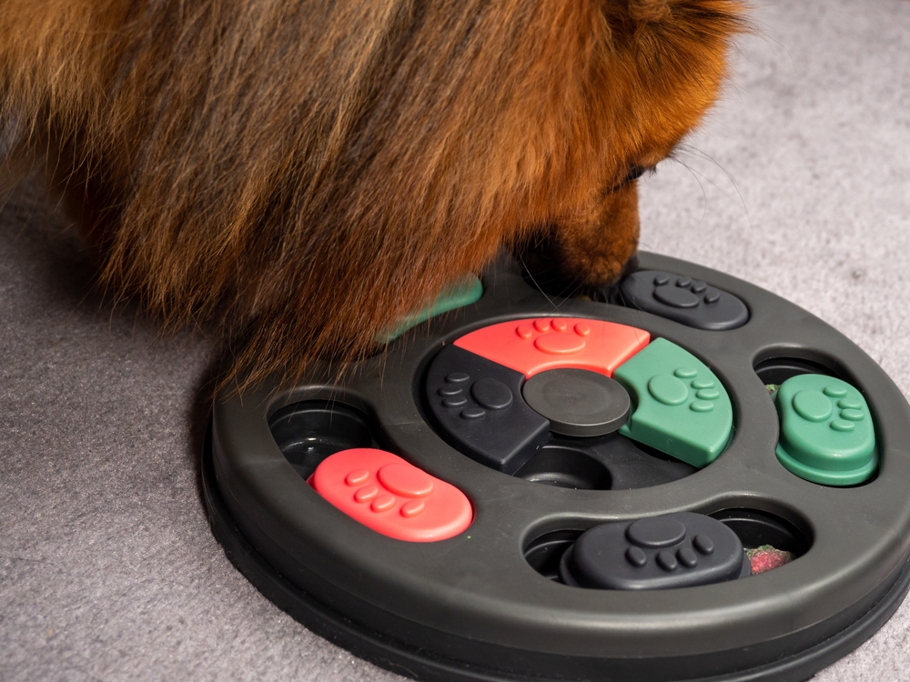 A cute fluffy dog plays with a dog puzzle toy that it got for Christmas, as one of the best holiday gifts for your puppy.