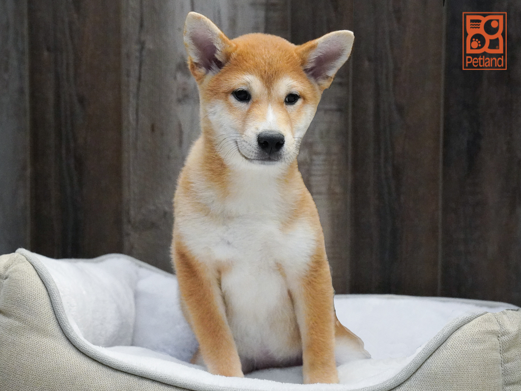 Shiba Inu Image #1