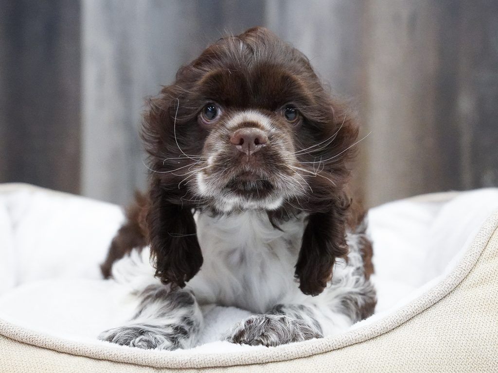 Cocker Spaniel Image #1