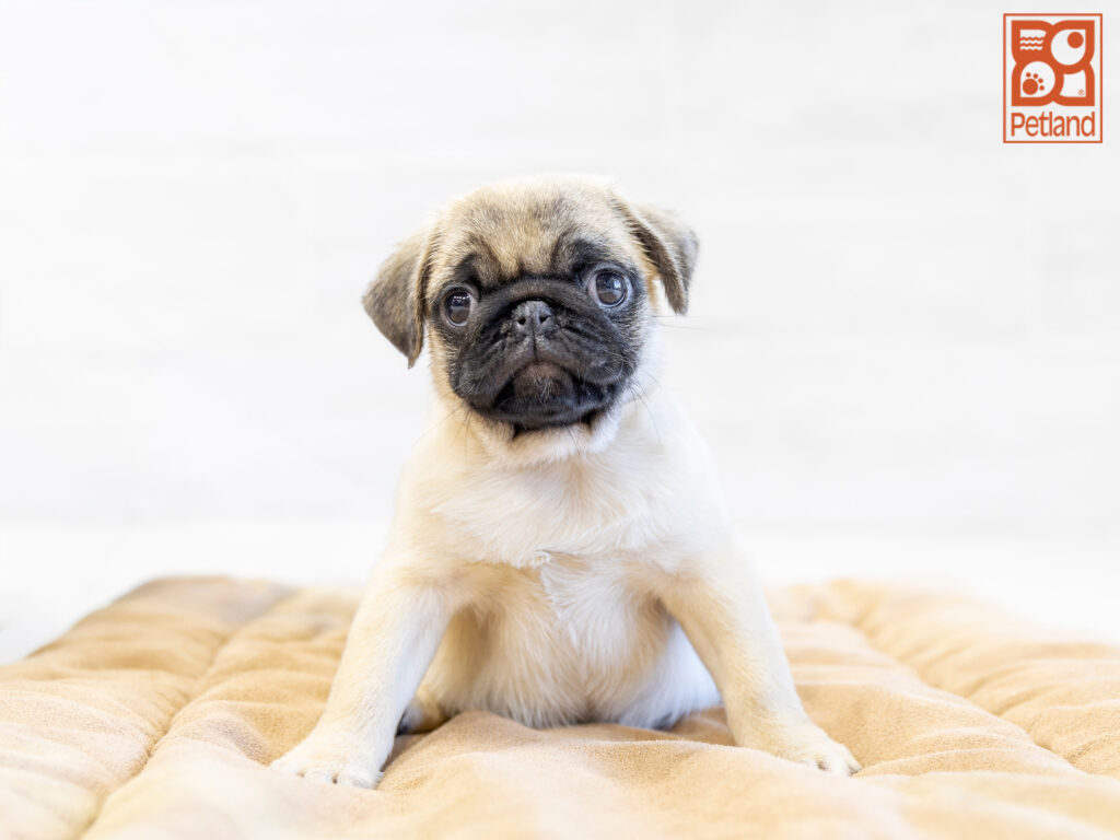 Pug Image #1