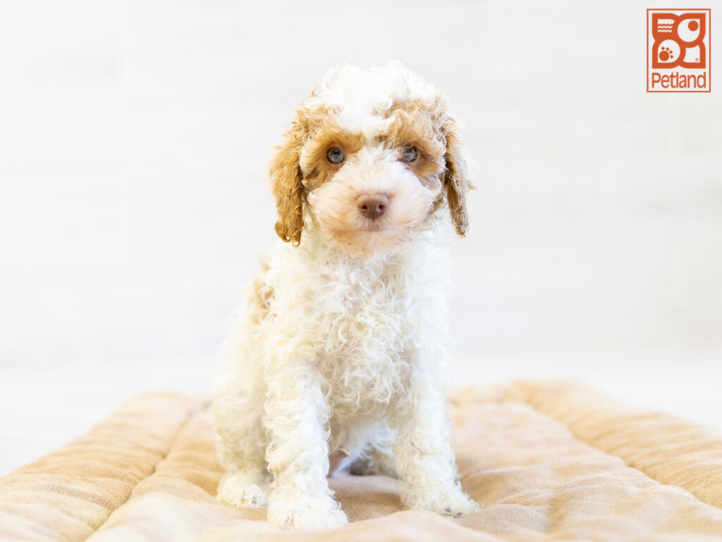 Mini Goldendoodle Image #1