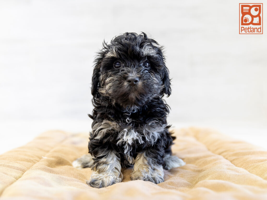Yorkiepoo Image #1