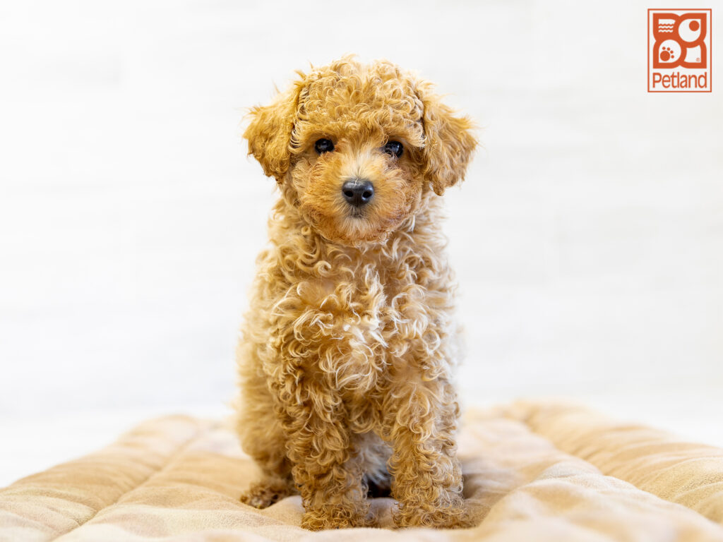 Mini Goldendoodle Image #1