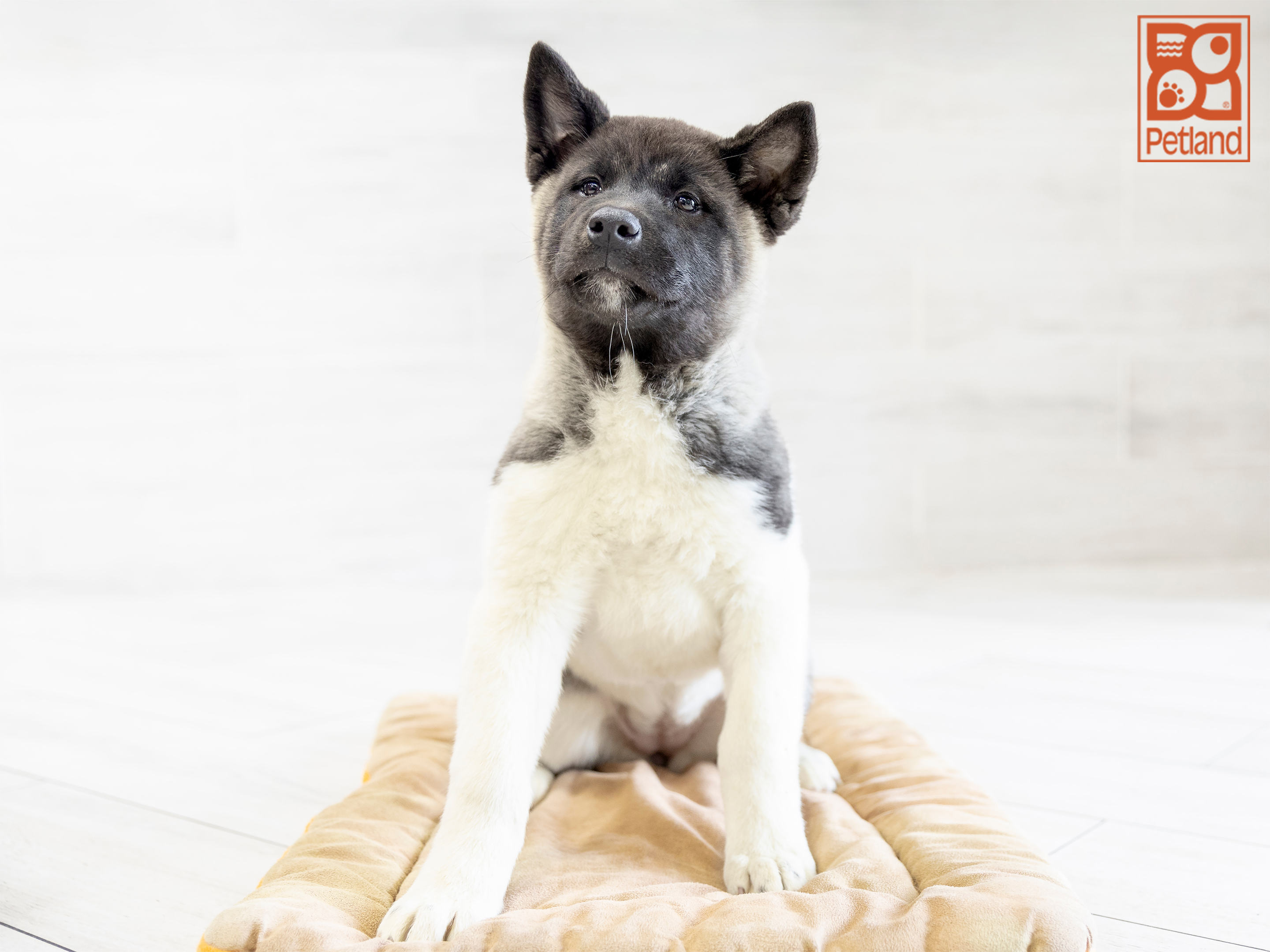 Puppies For Sale