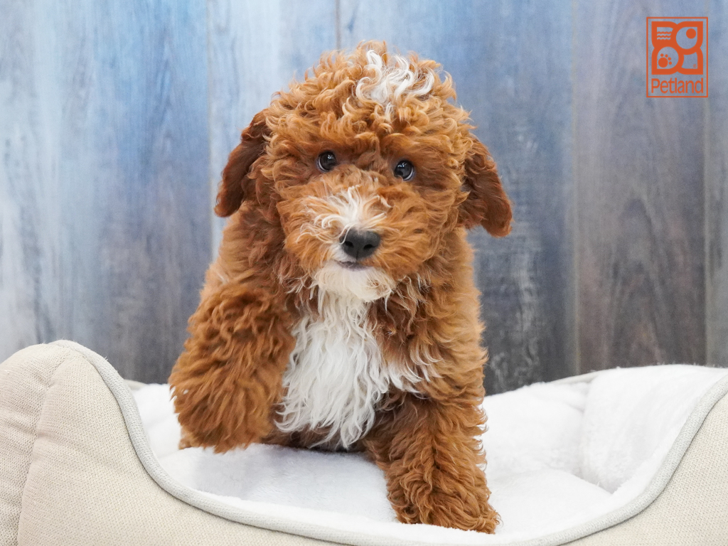 Poodle Image #1