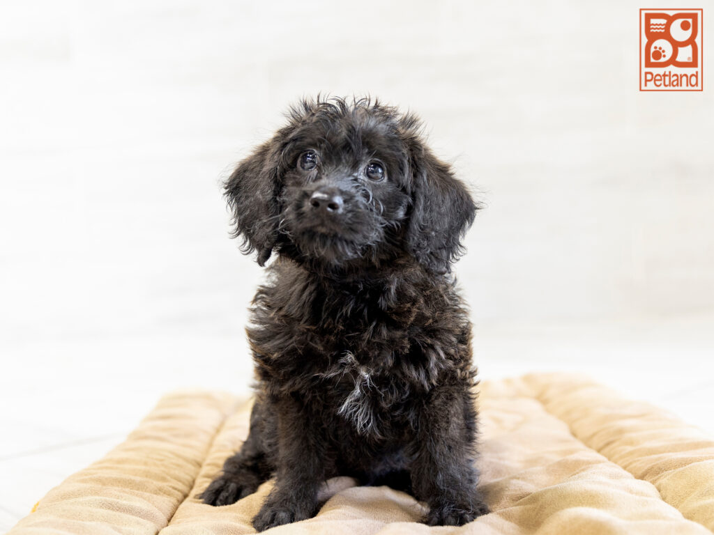 Mini Labradoodle 2nd Gen Image #1