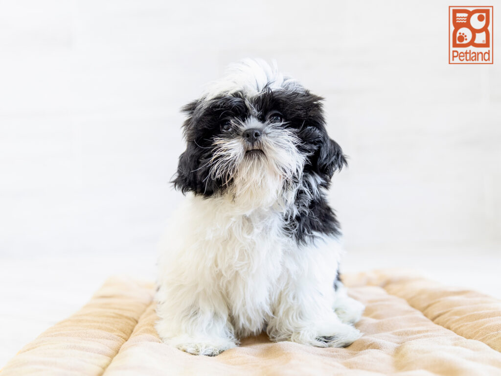 Shih Tzu Image #1