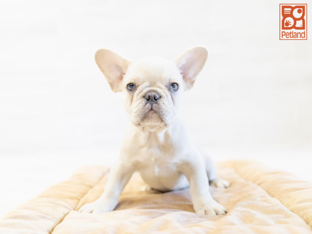 French Bulldog Image #1