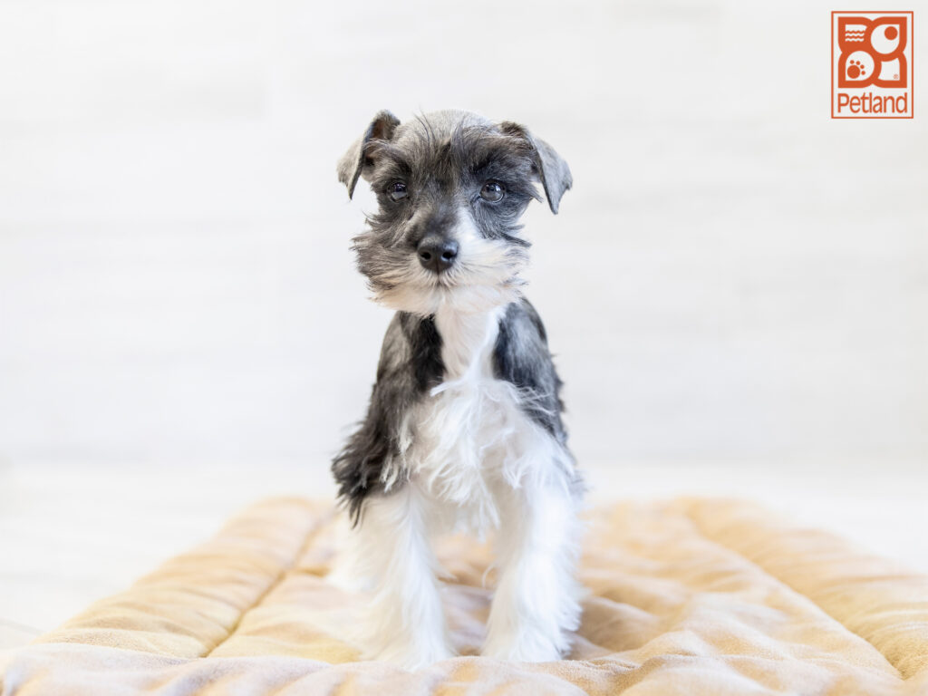 Miniature Schnauzer Image #1