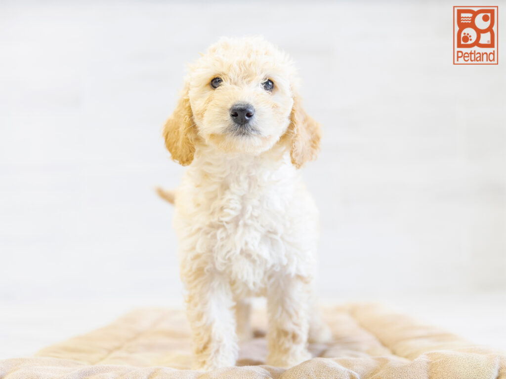 Mini Goldendoodle Image #1