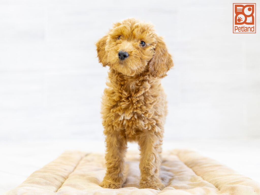 Mini Goldendoodle Image #1