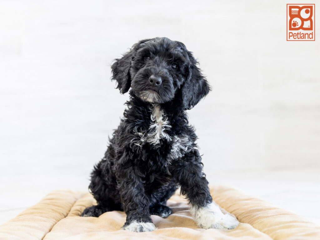 Mini Goldendoodle Image #1