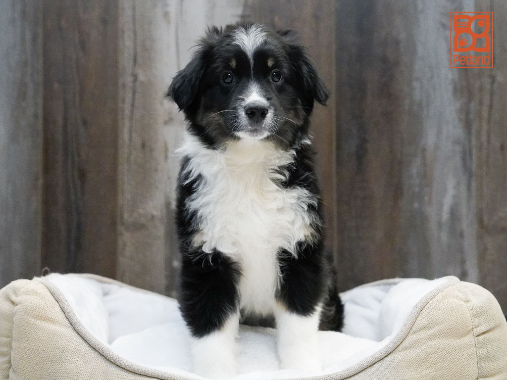 Australian Shepherd Image #1