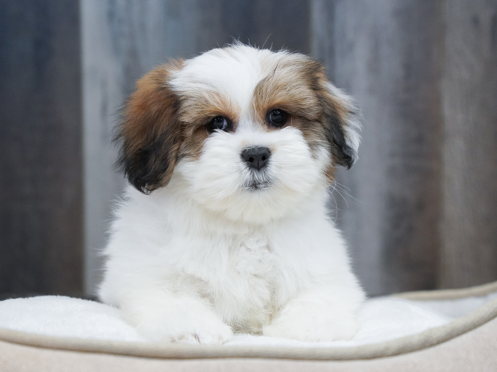 Lhasa Apso Image #1