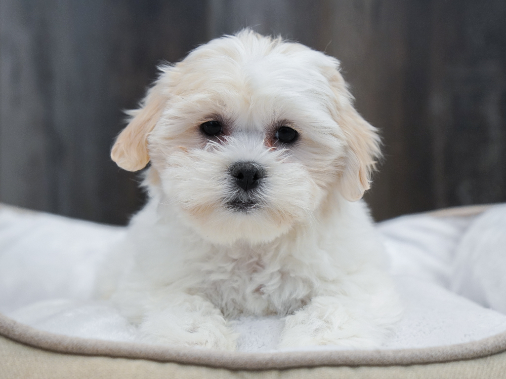 Teddy Bear Image #1