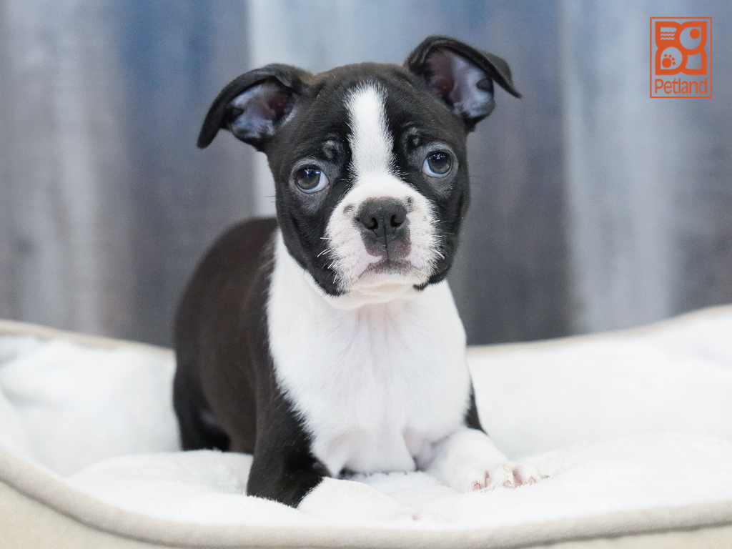 Boston Terrier Image #1