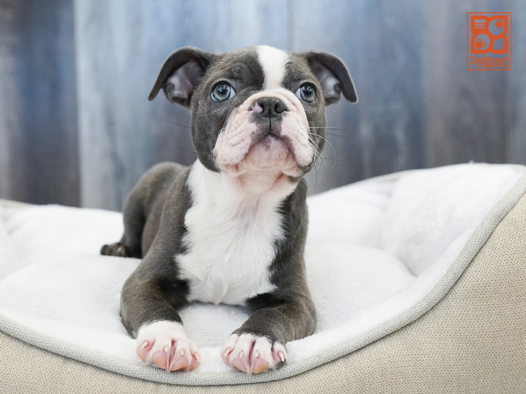 Boston Terrier Image #1