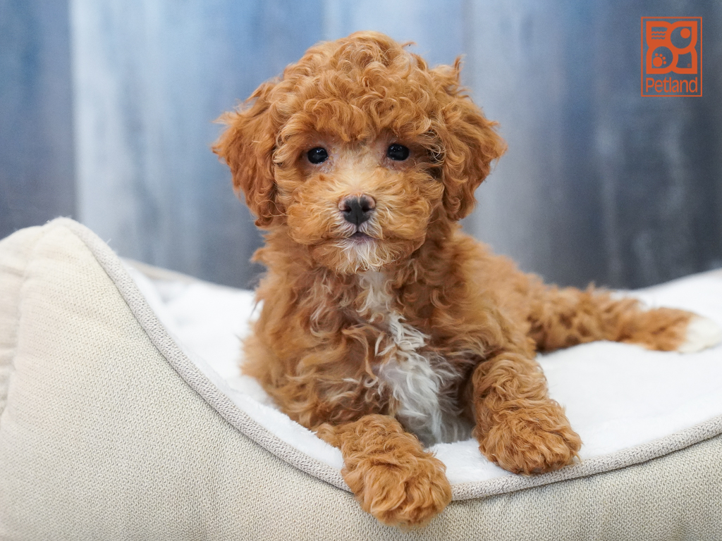 Poodle Image #1