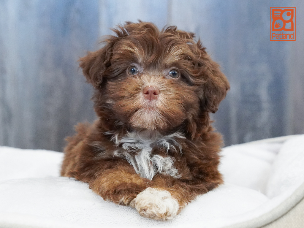 Havanese Image #1